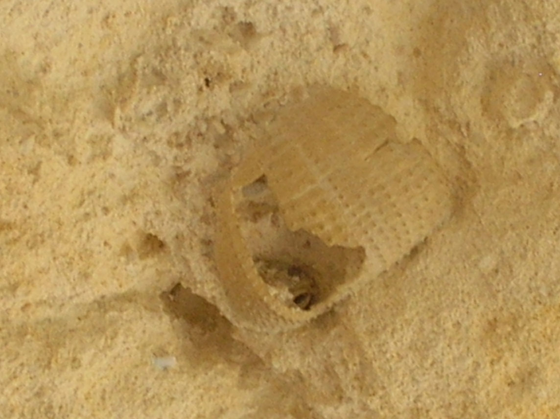 Fossili calcareniti